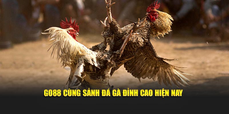 Go88 cùng sảnh đá gà đỉnh cao hiện nay